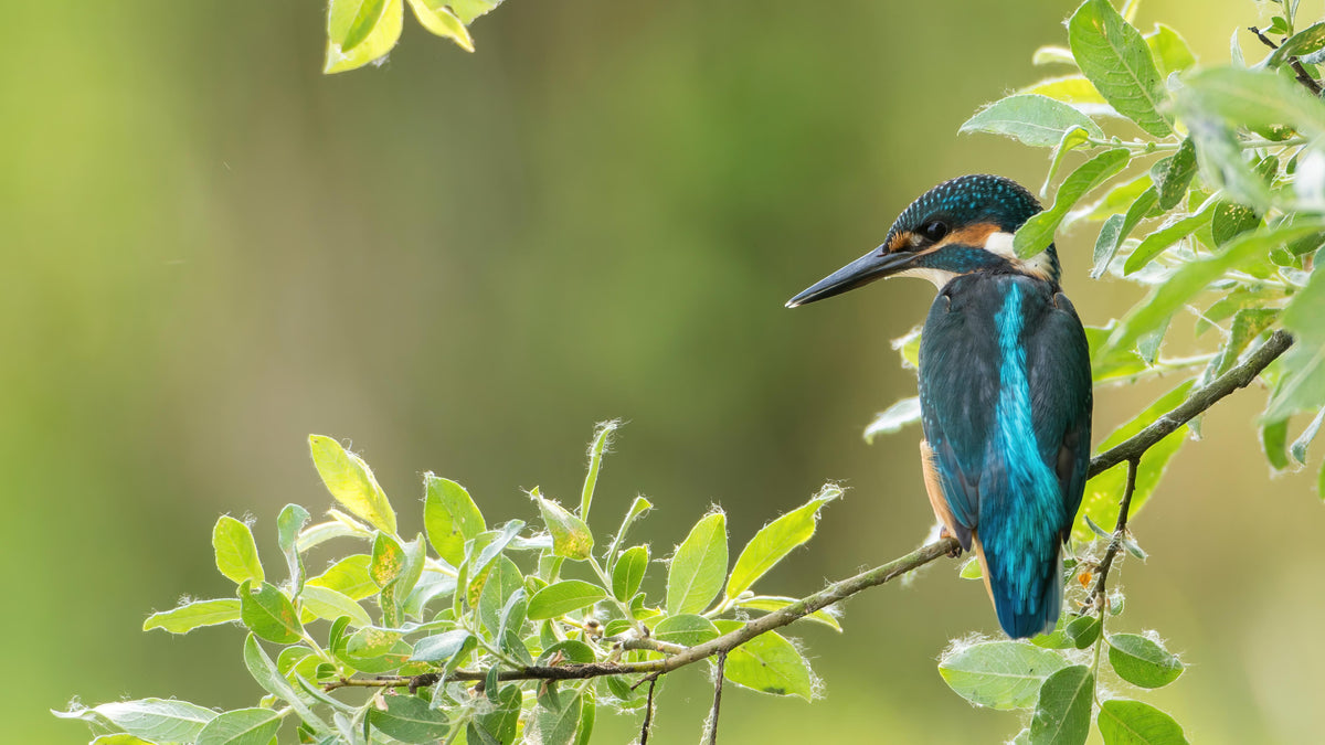 Duschrückwand-Exotischer friedlicher Eisvogel