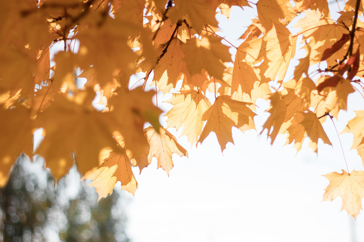 Duschrückwand-Gelben Ahornblättern im Herbst