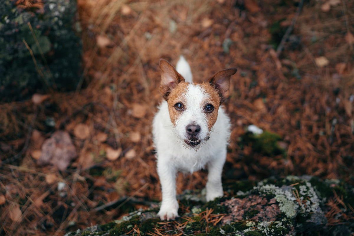 Duschrückwand-Jack Russell im herbstlichen Park