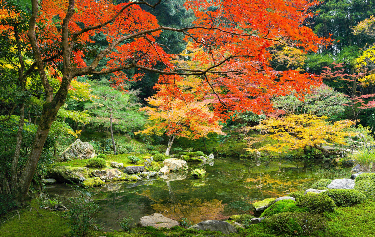 Duschrückwand-Japanischer Garten im Herbst