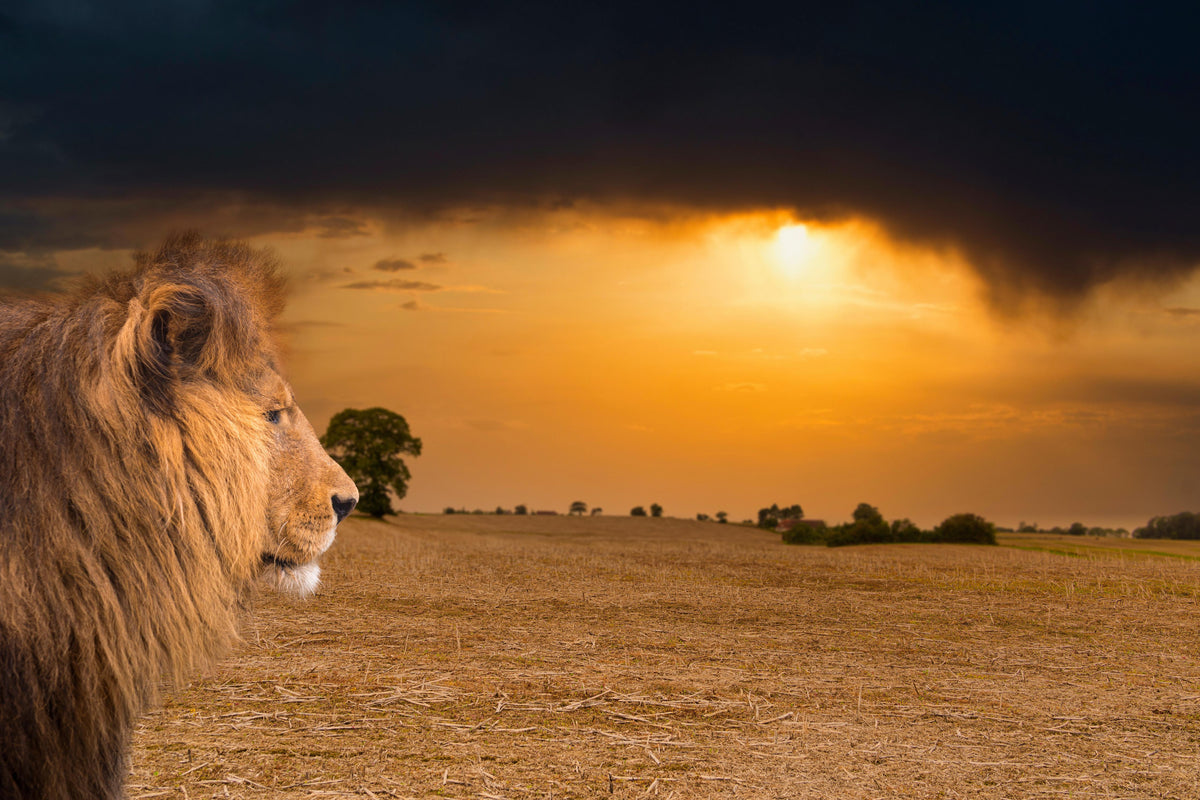 Duschrückwand-Löwe in Steppe im Sonnenuntergang