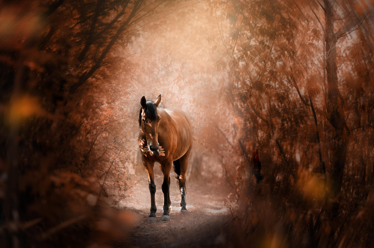 Duschrückwand-Pferd stehend im Wald