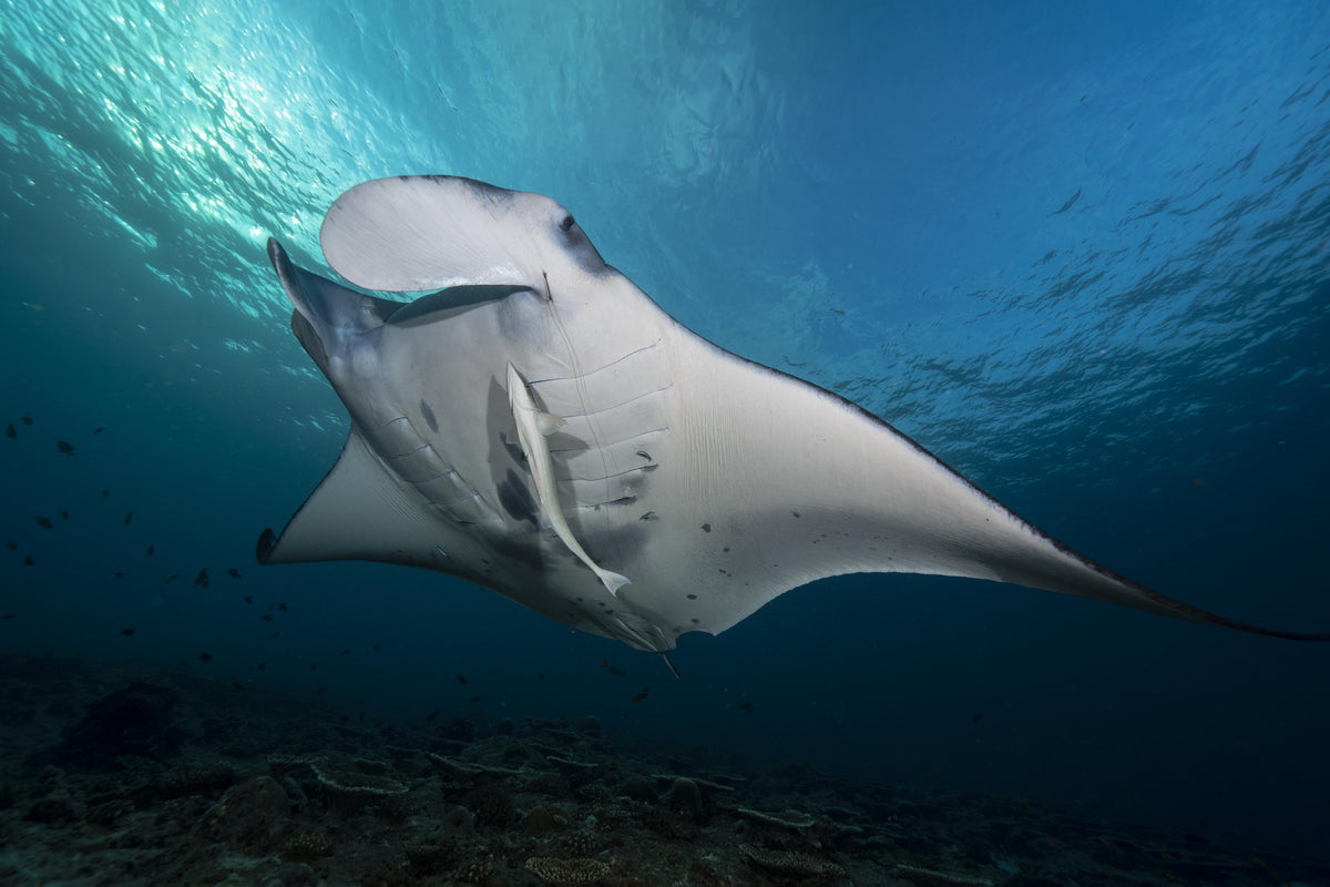 Duschrückwand-Riff-Manta Unterwasser