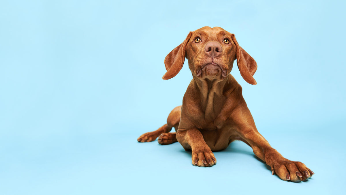Duschrückwand-Ungarischer Vizsla-Welpe Portrait