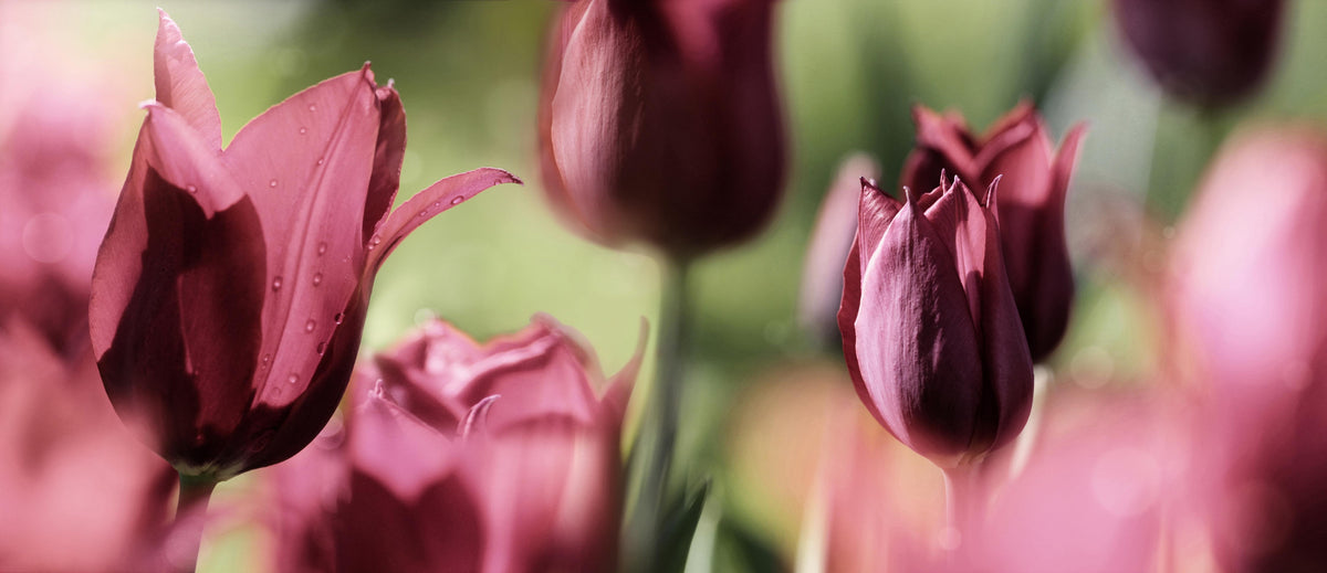Küchenrückwand-Dunkelrosa Tulpen