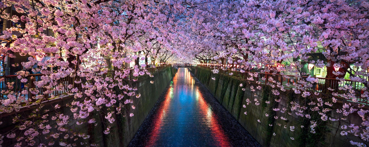 Küchenrückwand-Kirschblüten bei Nacht Nakameguro - Tokio