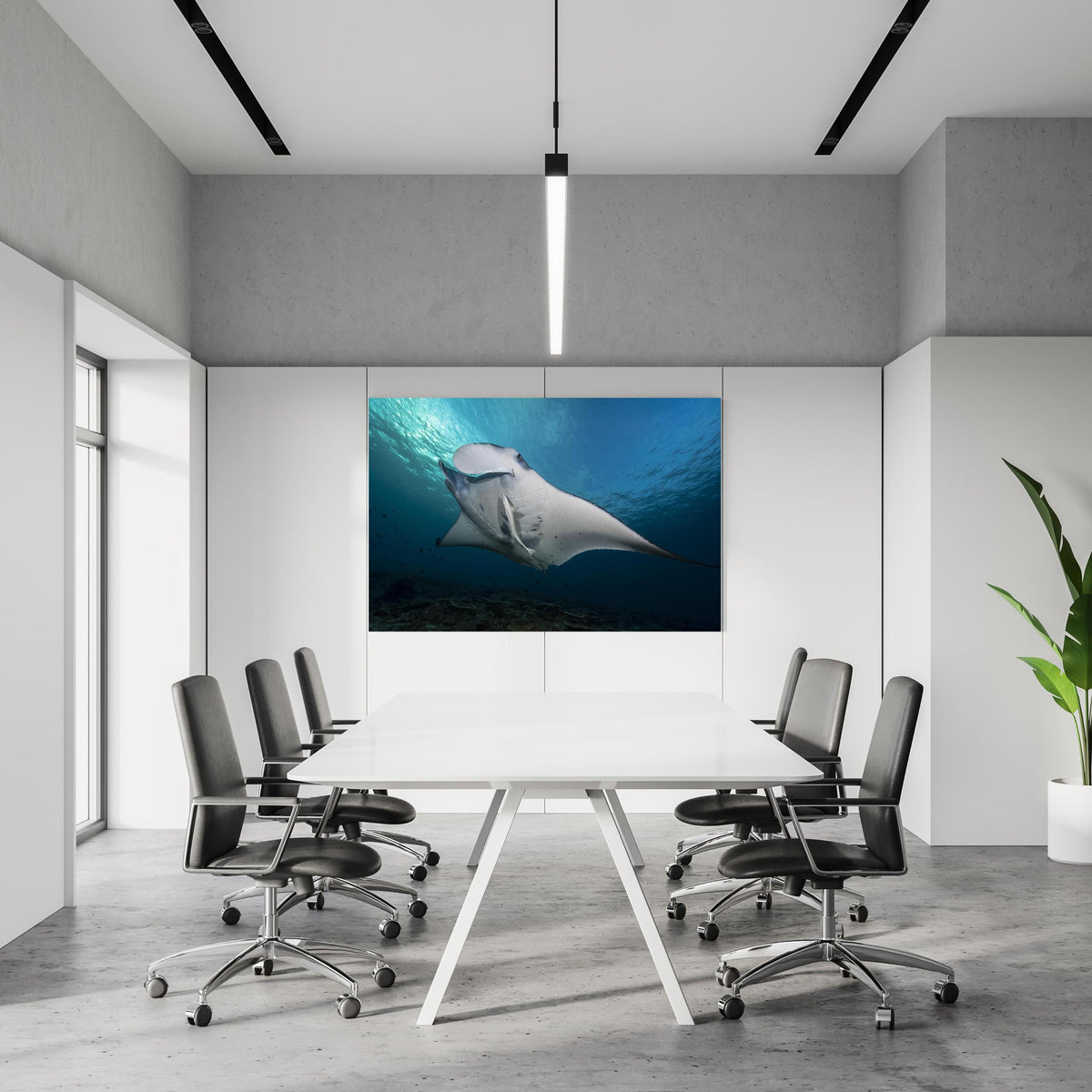 Office Poster - Riff-Manta Unterwasser in einem Konferenzraum an weißer Wand hängend