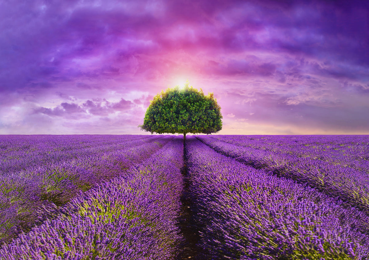 Duschrückwand-Baum im schönen lavendel Feld