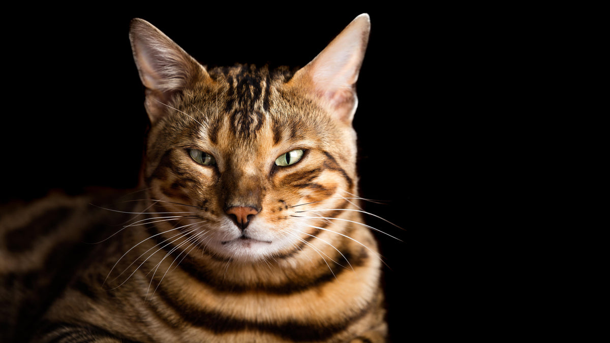Duschrückwand-Bengalkatze Portrait