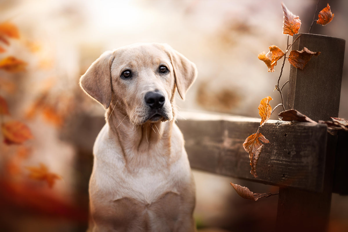 Duschrückwand-Niedlicher Labrador Welpe