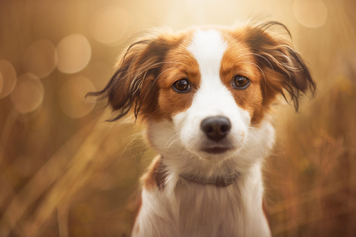 Duschrückwand-Portrait eines süßen Kooiker Hundes