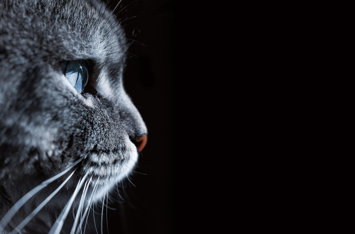 Duschrückwand-Seitliches Katzen-Portrait