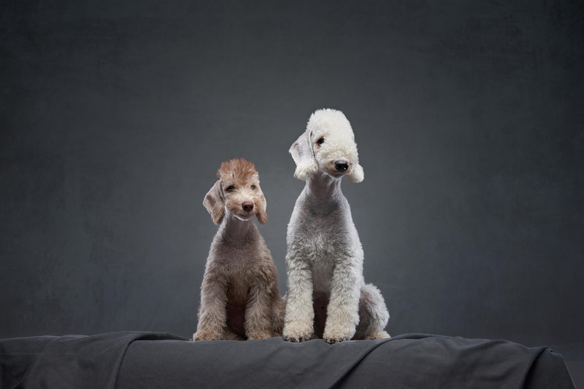 Duschrückwand-Welpe und erwachsener Bedlington Terrier