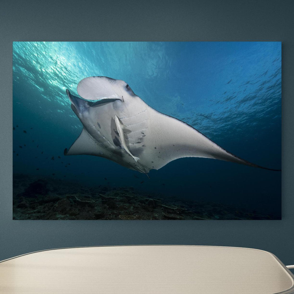 Office Poster  - Riff-Manta Unterwasser an blauer Wand in einem Besprechungsraum Zoom