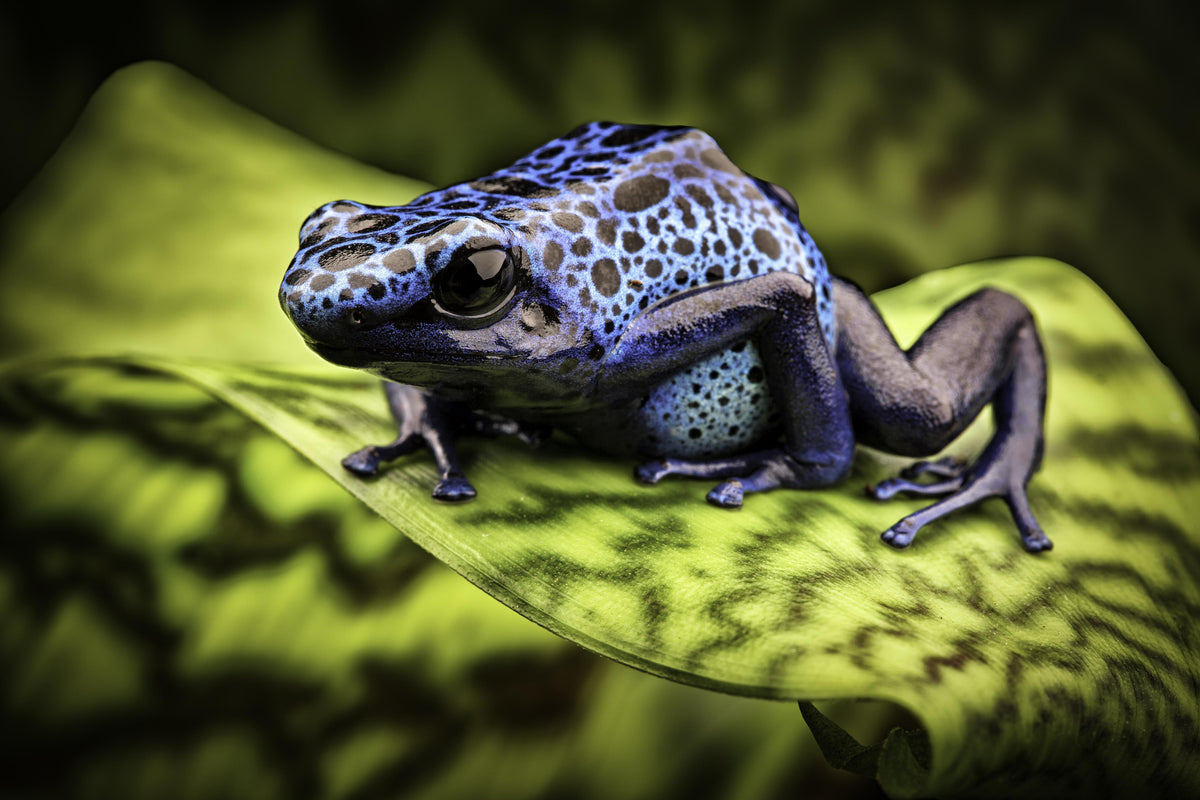 Spritzschutz-Blauer Pfeilgiftfrosch im Amazonas