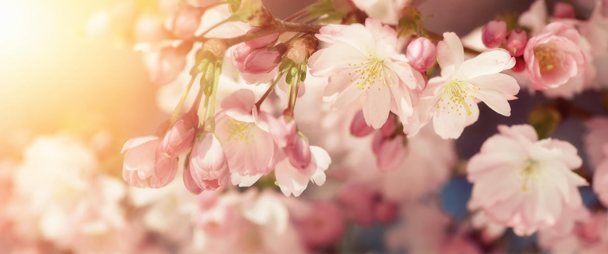 Spritzschutz-Kirschblüten im Sonnenlicht 