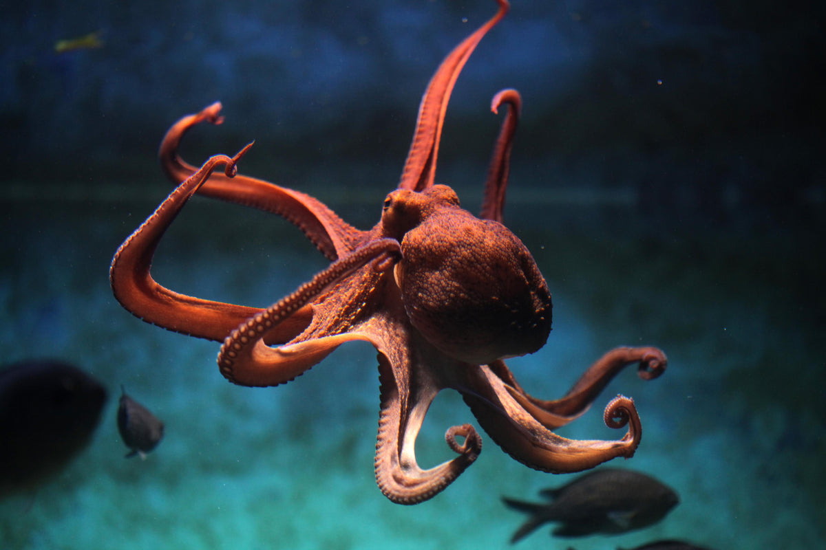 Spritzschutz-rötlicher Oktopus Unterwasser 